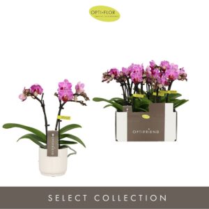 Phalaenopsis Multifloratypes other Optifriend Lotte 2 spike in Lazio White
(6 Plants/Order)(7cmP 25cmH)