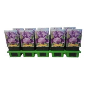Iris germanica Iris germanica 'Perfume Counter' P11
(10 Plants/Order)(11cmP 25cmH)