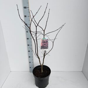 Acer palmatum Bloodgood Acer palmatum 'Bloodgood'
(1 Plants/Order)(26cmP 100cmH)