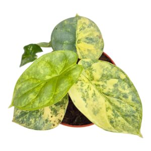 Alocasia Alocasia Silver Dragon Variegata
(20 Plants/Order)(7cmP 10cmH)