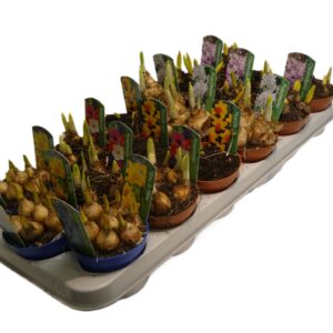Bolbloemen bollenmix 9 cm kan afwijken From Picture 6 Types in tray
(18 Plants/Order)(9cmP 12cmH)