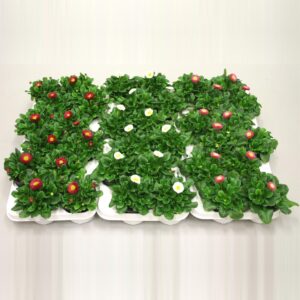 Bellis perennis Bellis speed star Clr per tray, diverse Colours per laag.
(9 Plants/Order)(10.5cmP 10cmH)