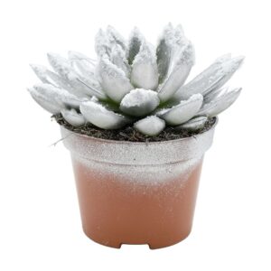Echeveria Miranda Miranda coloured silver + snow
(10 Plants/Order)(10.5cmP 13cmH)