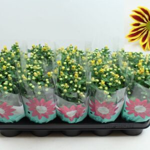 Chrysanthemum Rainbow Lake Worth Chrysanthemum Rainbow Lake Worth Stadium 1 Pot 12
(10 Plants/Order)(12cmP 22cmH)