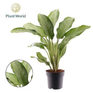 Aglaonema Cleopatra Aglaonema Cleopatra
(1 Plants/Order)(21cmP 100cmH)