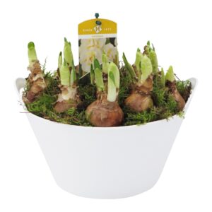 Narcissus Arrangement Schaal Outdoor Narcis Bridal Crown
(3 Plants/Order)(23cmP 20cmH)