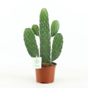 Opuntia Opuntia rubescens Consolea
(6 Plants/Order)(12cmP 35cmH)