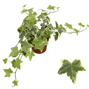 Hedera dark yellow VARI Geelbont 8,5cm
(18 Plants/Order)(8.5cmP 10cmH)