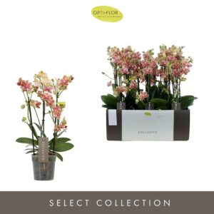 Phalaenopsis Multiflora Exclusivo Pikachu 3 spike
(6 Plants/Order)(12cmP 45cmH)