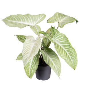 other plants Xanthosoma Lindenii MINT 14cm
(8 Plants/Order)(14cmP 40cmH)