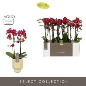 Phalaenopsis Multifl. typ Red Lion Optimost Red Lion 2 spike in Emilia Sand Aquo
(6 Plants/Order)(12cmP 45cmH)
