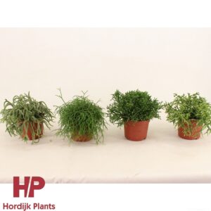 Rhipsalis mix Rhipsalis 'Mix' 12cm
(6 Plants/Order)(12cmP 17cmH)