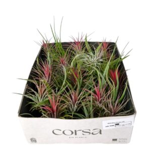 Tillandsia Tillandsia CS mix x35
(35 Plants/Order)(5cmP 5cmH)