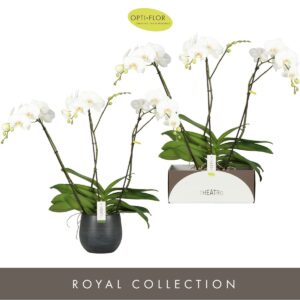 Phalaenopsis white more Ripsen Theatro Classico 3 spike in Esra Graphite
(2 Plants/Order)(17cmP 85cmH)