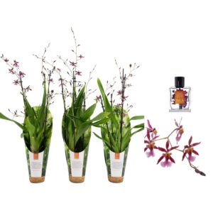 Oncidium Inca Katarina Zoch 4+ spike 9cm in luxury jungle cover
(11 Plants/Order)(9cmP 45cmH)