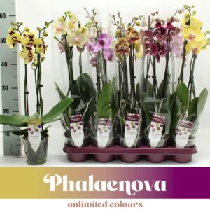 Phalaenopsis mixed mixed 3-tak 60cm (GROEN)
(10 Plants/Order)(12cmP 60cmH)