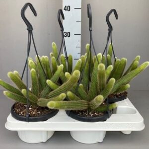 Cactus Hildewintera aureispina
(7 Plants/Order)(14cmP 30cmH)