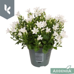 Campanula Ambella White Campanula Ambella Intense White
(15 Plants/Order)(10.5cmP 22cmH)