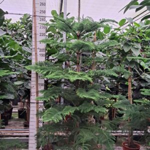 Araucaria heterophylla Araucaria 300
(1 Plants/Order)(45cmP 300cmH)