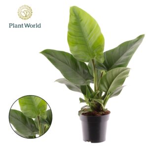 Philodendron Imperial Green Philodendron Imperial Green
(6 Plants/Order)(14cmP 35cmH)
