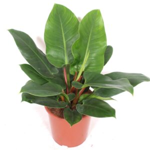 Philodendron Imperial Green Philodendron Imperial Green
(1 Plants/Order)(27cmP 70cmH)