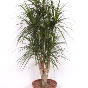 Dracaena marginata Dracaena marginata
(1 Plants/Order)(34cmP 150cmH)