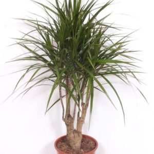 Dracaena marginata Dracaena marginata
(1 Plants/Order)(27cmP 110cmH)
