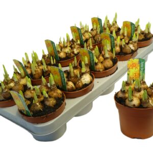 Narcissus Tete boucle
(10 Plants/Order)(12cmP 15cmH)
