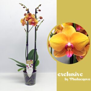 Phalaenopsis other orange (meerder Buddha 2- spike 60 cm (GROEN)
(10 Plants/Order)(12cmP 60cmH)
