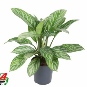 Aglaonema Stripes Aglaonema Stripe
(5 Plants/Order)(19cmP 60cmH)