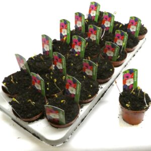 Anemone other Anemone
(18 Plants/Order)(9cmP 10cmH)