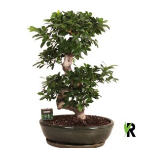 Ficus Ginseng Ficus micr. S-type in Ceramics ovaal schaal met schotel green
(1 Plants/Order)(45cmP 85cmH)
