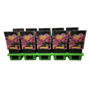 Paeonia Bowl of Bea Paeonia Lactiflora 'Bowl of Beauty' P11
(10 Plants/Order)(11cmP 25cmH)