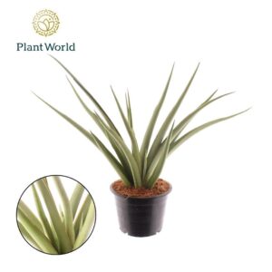 Sansevieria Cylindrica Sansevieria Silver Syreni
(7 Plants/Order)(14cmP 40cmH)