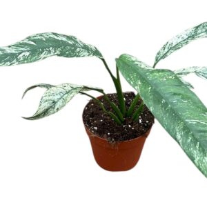 Epipremnum pinnatum Epipremnum Giganteum Marble Variegata
(8 Plants/Order)(14cmP 25cmH)