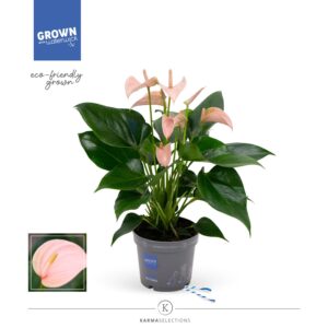 Anthurium Joli Peach Anthurium - KARMA Peach | 12cm
(10 Plants/Order)(12cmP 43cmH)