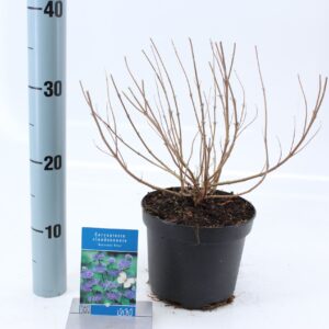 Caryopteris x clandonensis Heavenl Caryopteris cland. 'Heavenly Blue'
(1 Plants/Order)(17cmP 50cmH)