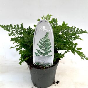 Dryopteris dilatata Dryopteris austriaca 'Lepid. cr. Cristata' ES11 0,7l
(15 Plants/Order)(11cmP 15cmH)