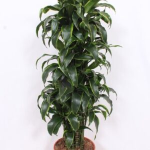 Dracaena Dorado Dracaena Dorado
(1 Plants/Order)(30cmP 150cmH)