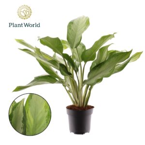 Aglaonema Cleopatra Aglaonema Cleopatra
(1 Plants/Order)(17cmP 65cmH)