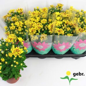 Chrysanthemum Rainbow Lake Worth Chrysanthemum Lake Worth Stadium 2
(8 Plants/Order)(14cmP 27cmH)