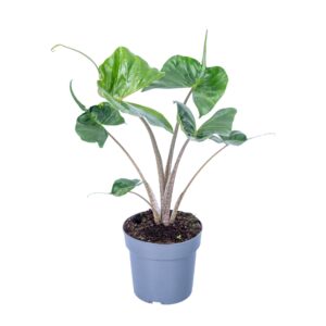 Alocasia macrorrhiza Stingray Alocasia Macror Stingray 17cm
(6 Plants/Order)(17cmP 75cmH)