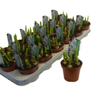 Ornithogalum balansae Ornithogalum balansea
(18 Plants/Order)(9cmP 12cmH)