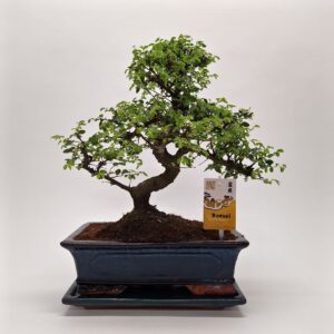 Bonsai dwergvorm loofhout Zelkova Traditional 30 cm
(2 Plants/Order)(30cmP 50cmH)