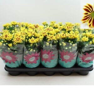 Chrysanthemum Rainbow Lake Worth Chrysanthemum Rainbow Lake Worth Stadium 2 Pot 12
(10 Plants/Order)(12cmP 22cmH)
