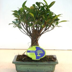 Bonsai dwergvorm loofhout Ficus retusa, 20cm., broom, without drip tray
(6 Plants/Order)(20cmP 30cmH)
