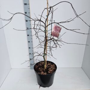 Acer palmatum Inaba-shidare Acer palmatum 'Inaba-Shidare'
(1 Plants/Order)(31cmP 140cmH)