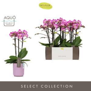 Phalaenopsis Multiflora Exclusivo Cupido 3 spike in Molise Lilac Aquo
(6 Plants/Order)(12cmP 45cmH)