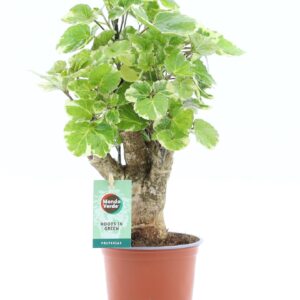 Polyscias Balfourii Polyscias Balfouriana
(6 Plants/Order)(12cmP 40cmH)