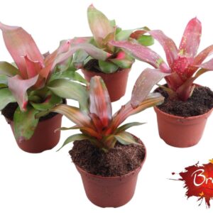 Neoregelia Neorgelia mix 15cm
(4 Plants/Order)(15cmP 45cmH)